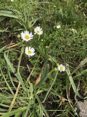 Anthemis chia