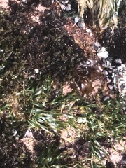 Phyllospadix scouleri