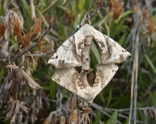 Lined Apatelodes photo 2