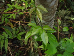 Tetrastigma hemsleyanum