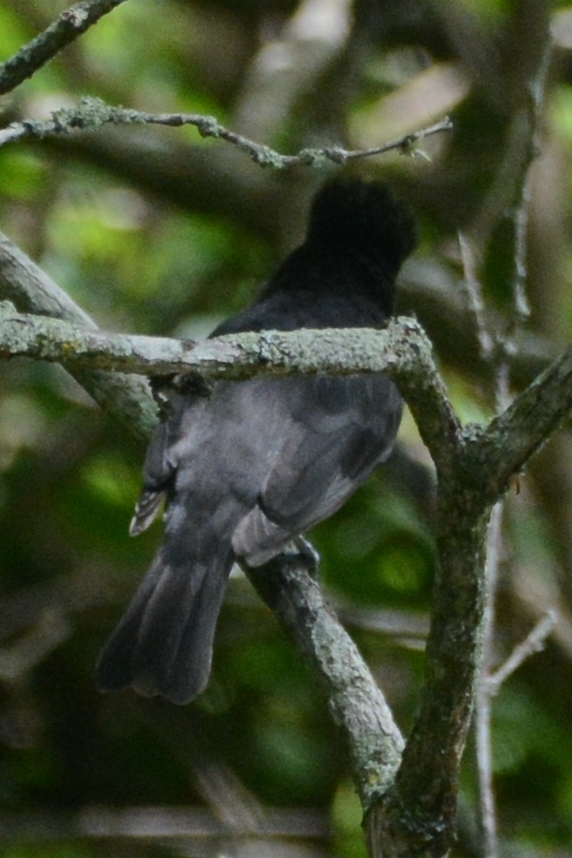 Pachyramphus image