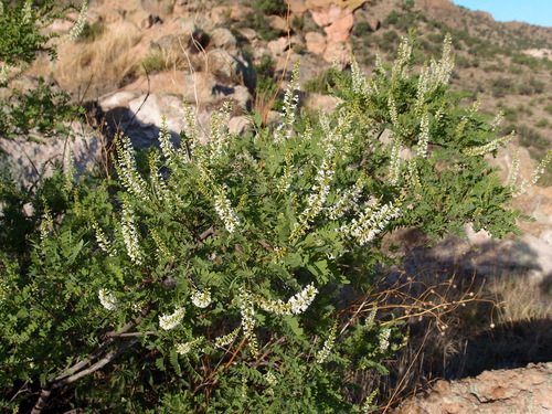 Image of Eysenhardtia orthocarpa by (c) Sue Carnahan, some rights reserved (CC BY)