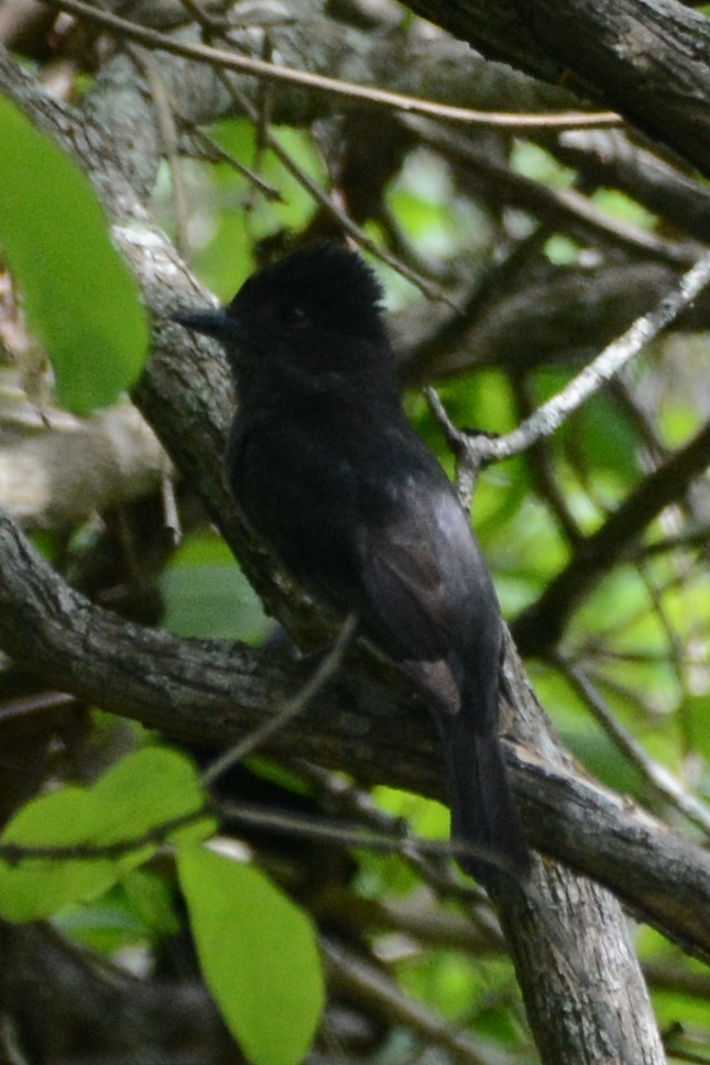Pachyramphus homochrous image