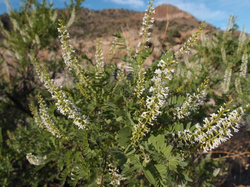 Image of Eysenhardtia orthocarpa by (c) Sue Carnahan, some rights reserved (CC BY)