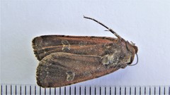 Euxoa ochrogaster
