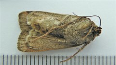 Euxoa ochrogaster
