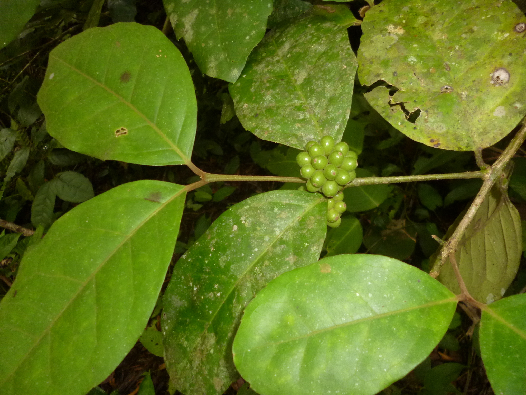 Mollinedia butleriana Standl.