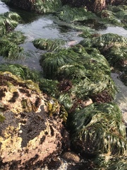 Phyllospadix scouleri