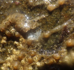 Tritonicula myrakeenae