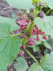 Lamium orvala