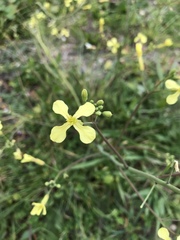 Raphanus raphanistrum