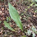 Anthurium intermedium - Photo (c) Alexandre Magno, some rights reserved (CC BY), uploaded by Alexandre Magno