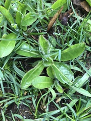 Pilosella aurantiaca