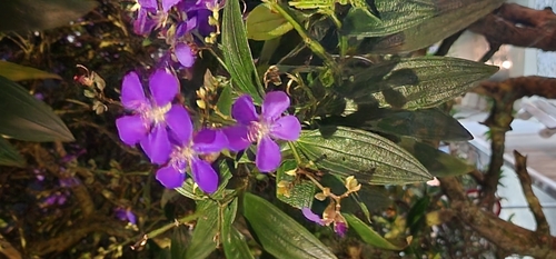 Foto de Quaresmeira