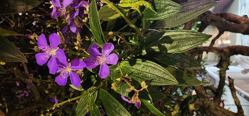 Foto de Quaresmeira