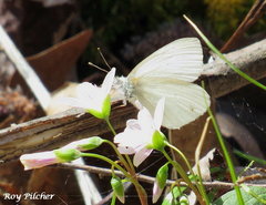 Pieris virginiensis