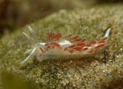 Coryphella cooperi