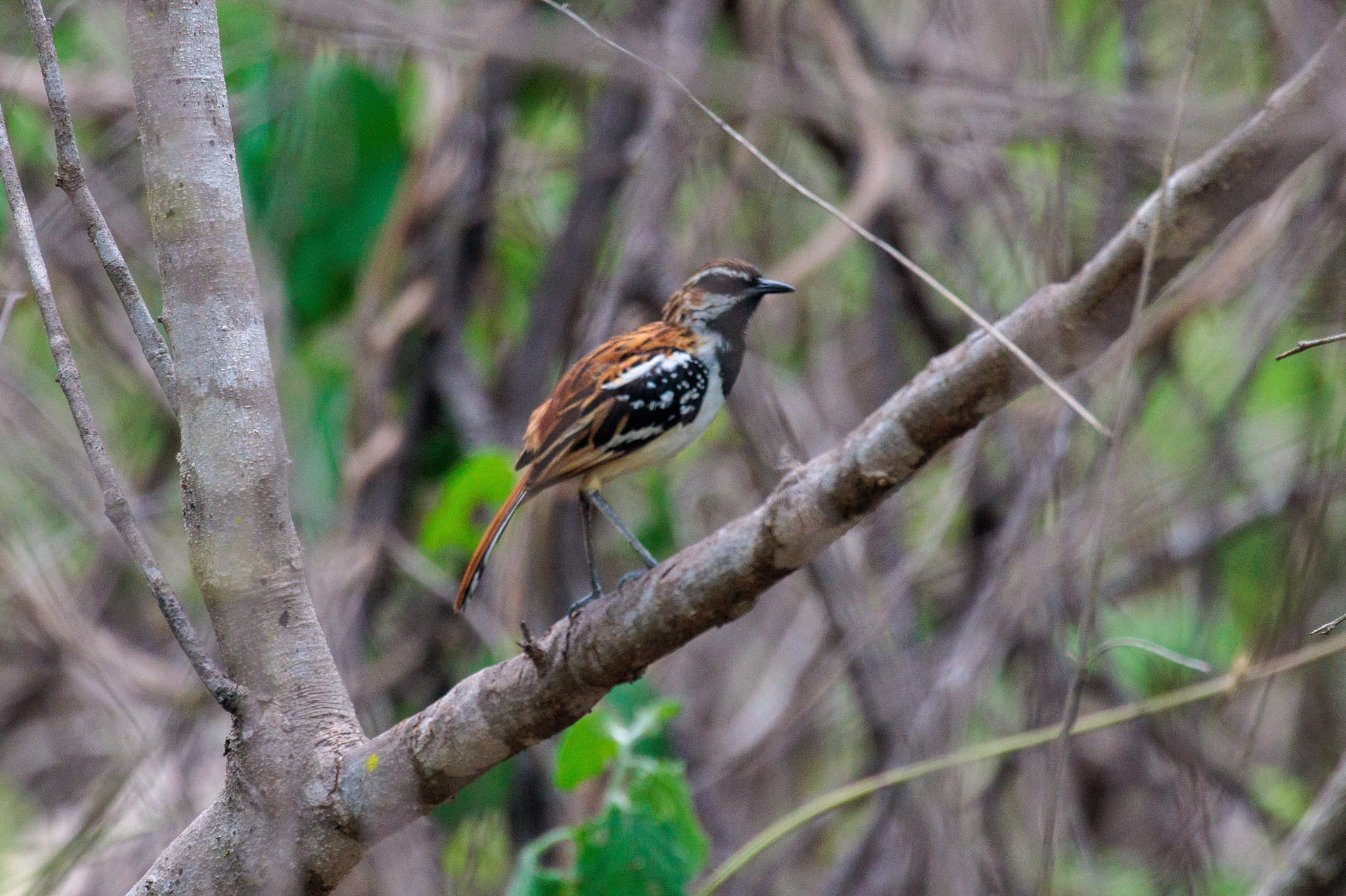 Stripe-backed Antbird (Myrmorchilus strigilatus), photo 10