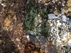 Phyllospadix scouleri