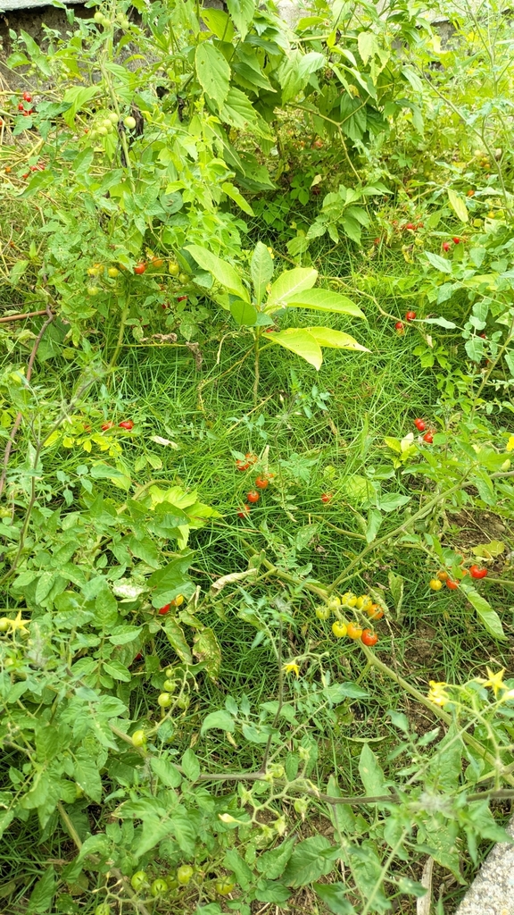 Foto de Tomate cereja