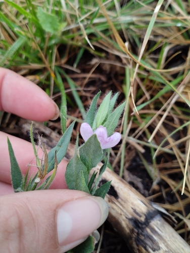 Justicia axillaris (Justicia axillaris)