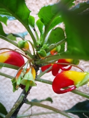 Impatiens niamniamensis