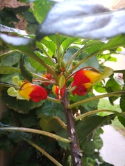 Impatiens niamniamensis