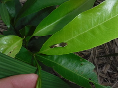 Glycosmis parviflora