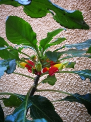 Impatiens niamniamensis