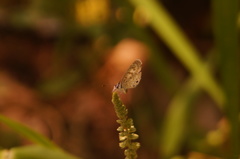 Leptotes cassius cassidula