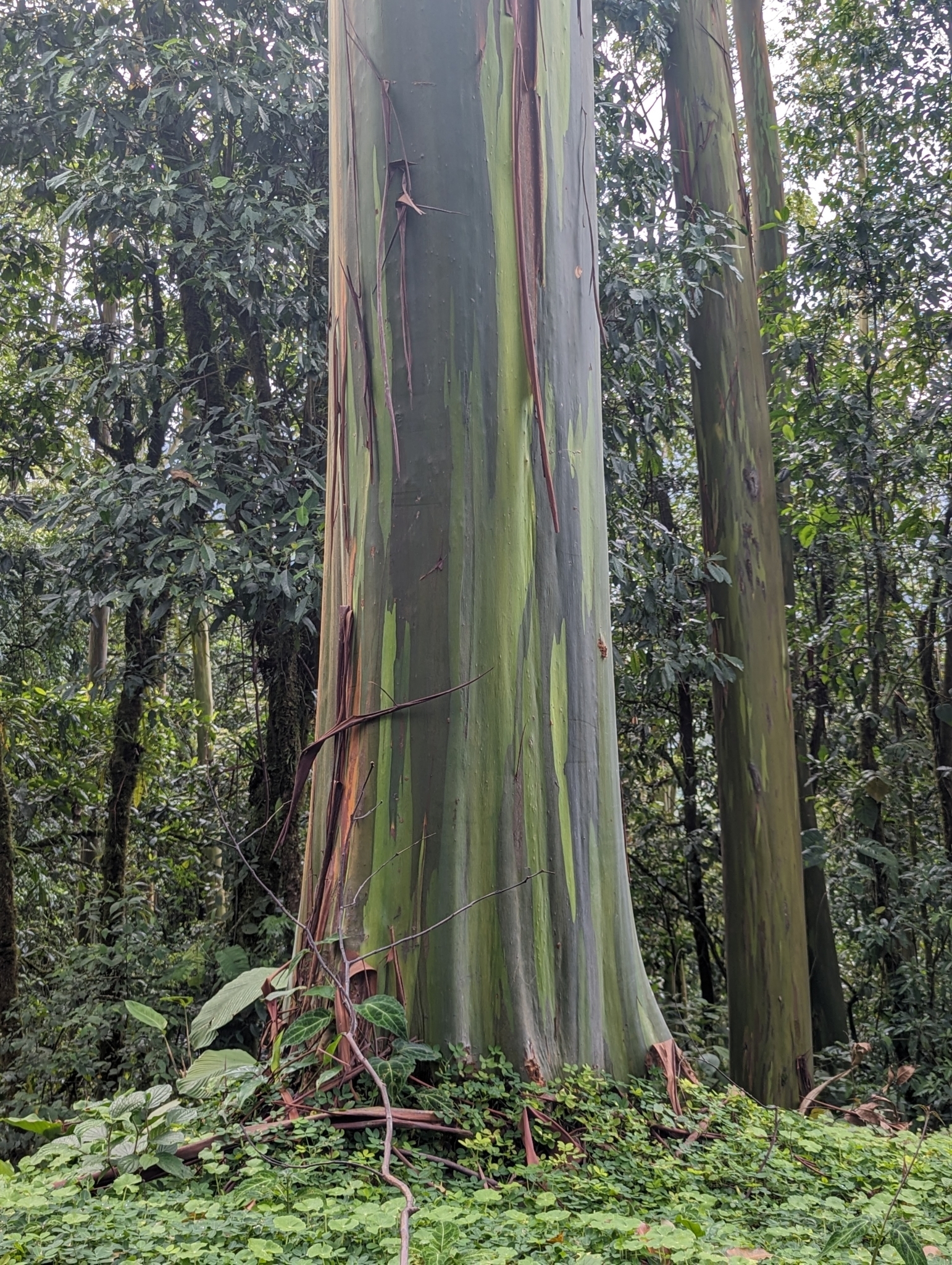 Imagem de Eucalipto Arco-Íris