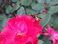 Ancistrocerus lineativentris