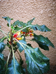 Impatiens niamniamensis