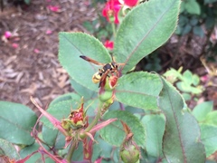 Ancistrocerus lineativentris