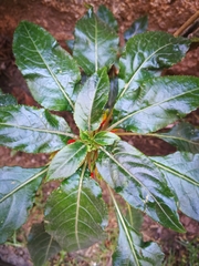 Impatiens niamniamensis