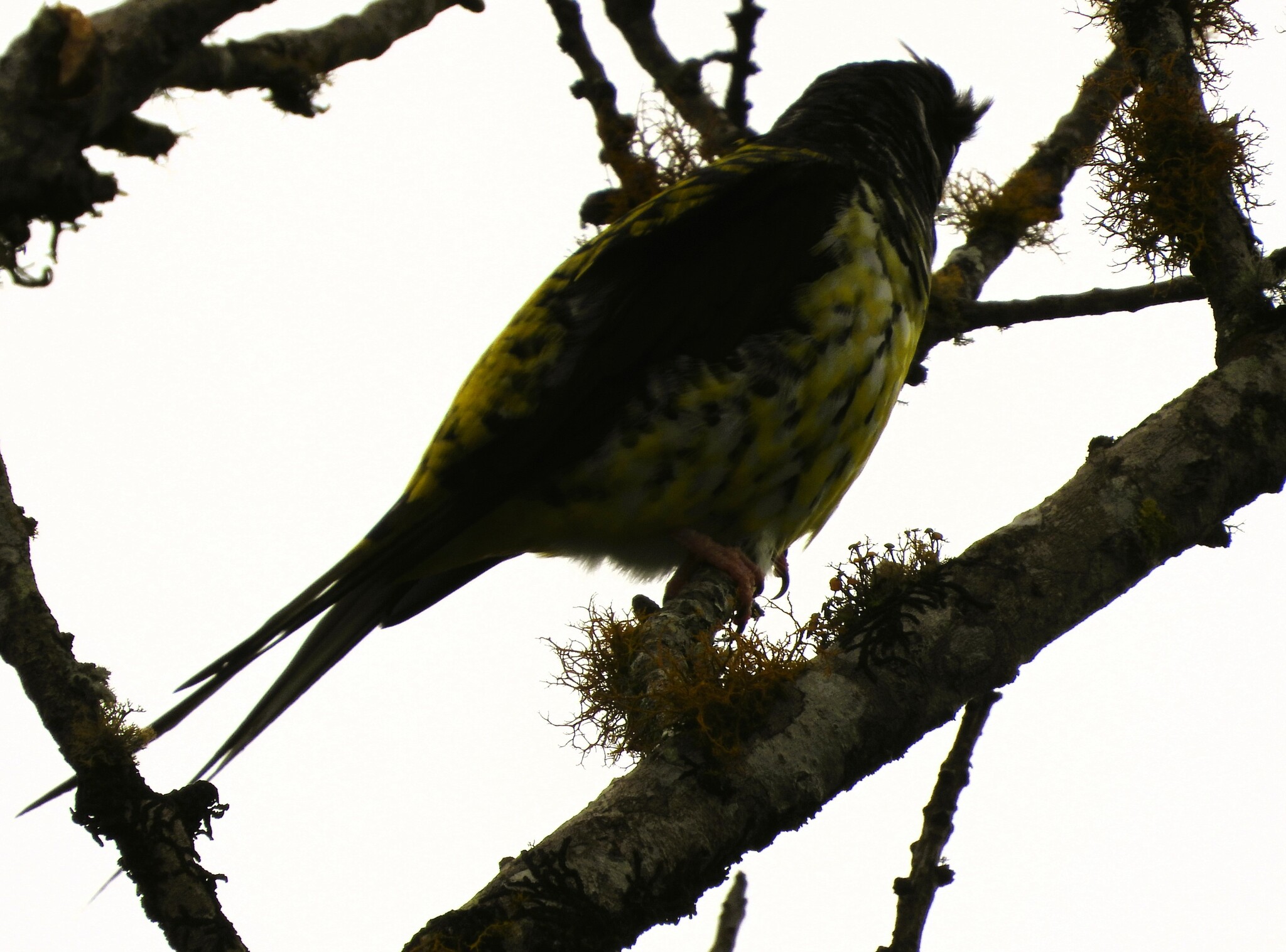 Swallow-tailed Cotinga (Phibalura flavirostris), photo 4