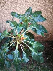 Impatiens niamniamensis