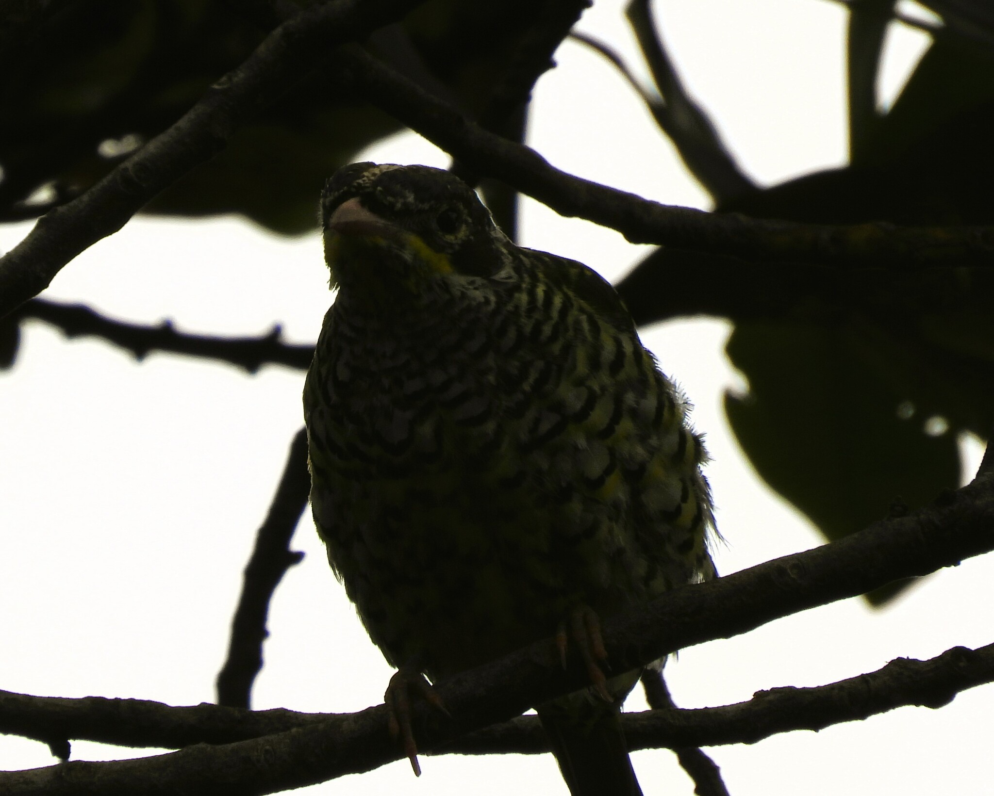 Swallow-tailed Cotinga (Phibalura flavirostris), photo 3