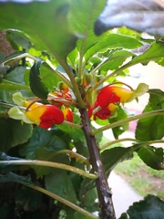 Impatiens niamniamensis