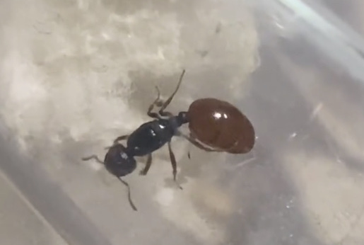 Monomorium rothsteini