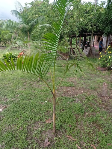 Foto de Açaí
