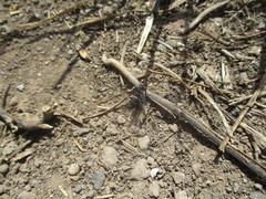 Thyridanthrax indigenus