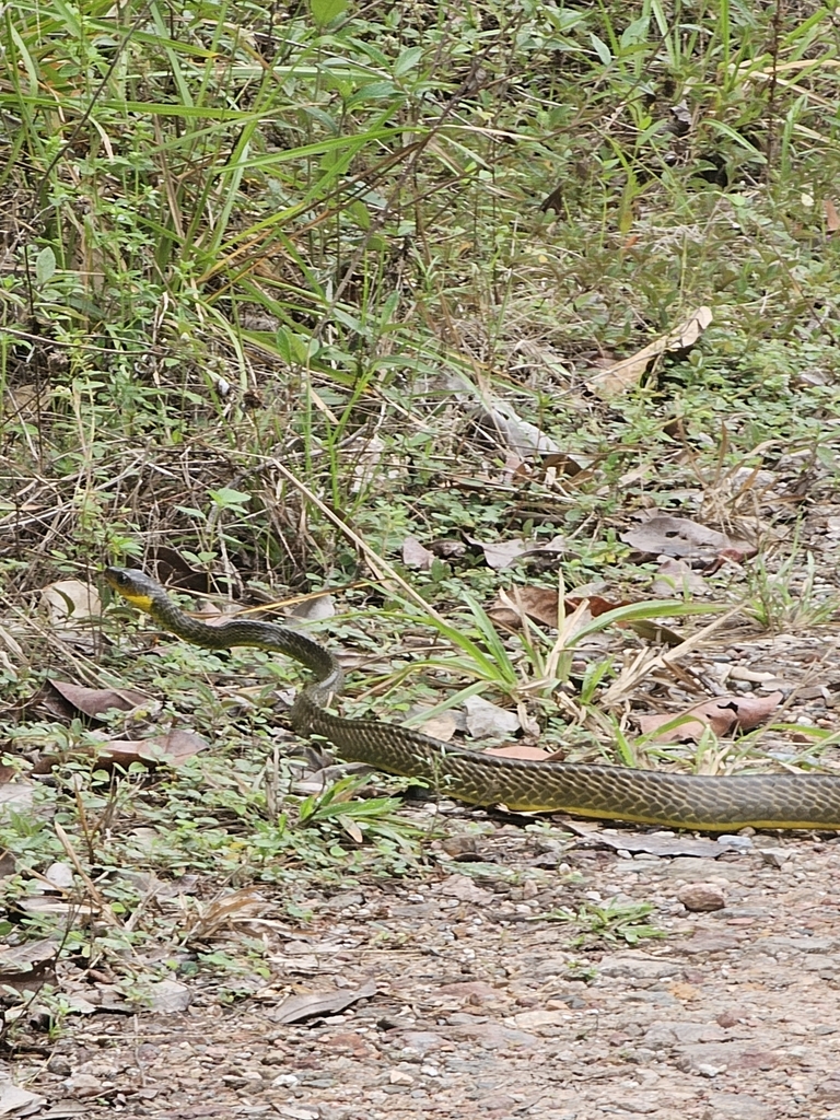 Colubrine Snakes from Kwakoegron, Suriname on January 30, 2024 at 10:36 ...