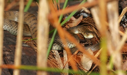Rough-scaled Snake sighting