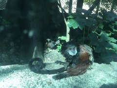 Saguinus fuscicollis