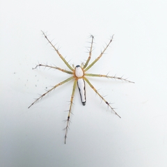 Oxyopes shweta