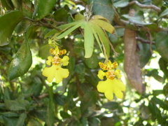 Erycina pusilla