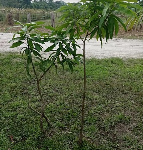 Mangifera indica