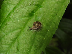 Plectotropis mackensii
