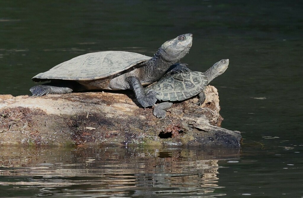 Eastern Sawshelled Turtle from Sarabah QLD 4275, Australia on November